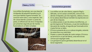 Clase 4: Sínfilo
Los sínfilos (Symphyla), son una clase de
miriápodos de pequeño tamaño (0,5-8
mm) que habitan lugares húmedos. Se
conocen entre 1601 y 2002 especies. Son
de cuerpo blando y poseen 12 pares de
patas; se diferencian de otros miriápodos
por presentar segundo par de maxilas
fusionadas en un labio complejo

Características generales
• Los sínfilos son de color blanco, aspecto frágil y
delicado, con el cuerpo constituido, como en los
demás miriápodos, por dos regiones, cabeza y tronco.
• En la cabeza desembocan también los espiráculos (un
par) de las tráqueas.
• La cabeza posee un par de antena moniliformes, un
par de órganos de Tömösvary, un par de mandíbulas y
dos pares de maxilas, el segundo par fusionado entre
sí para formar un labio.
• El tronco presenta de 15 a 22 placas tergales, estando
los esternitos muy reducidos.
• Poseen 12 pares de patas de cuatro artejos. El tronco
se termina en un par de hileras, unas estructuras
cónicas que segregan seda.
• Los gonoporos (poros genitales) desembocan en el
tercer segmento.

 