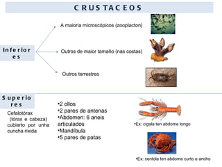 CRUSTACEOS Inferiores A maioria microscópicos (zooplacton) Outros de maior tamaño (nas costas)  Outros terrestres Superiores Cefalotórax (tórax e cabeza)  cubierto por unha cuncha ríxida 2 ollos 2 pares de antenas Abdomen: 6 aneis articulados Mandíbula 5 pares de patas  Ex: cigala ten abdome longo Ex: centola ten abdome curto e ancho 