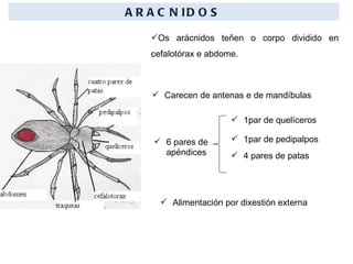 Os arácnidos teñen o corpo dividido en cefalotórax e abdome. ARACNIDOS Carecen de antenas e de mandíbulas 6 pares de apéndices 1par de quelíceros 1par de pedipalpos 4 pares de patas Alimentación por dixestión externa 