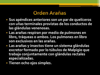 • Sus apéndices anteriores son un par de quelíceros
  con uñas terminales provistas de los conductos de
  las glándulas venenosas.
• Las arañas respiran por medio de pulmones en
  libro, tráqueas o ambos. Los pulmones en libro
  son exclusivos en las arañas.
• Las arañas y insectos tiene un sistema glándulas
  excretor formado por lo túbulos de Malpigio que
  trabaja conjuntamente con glándulas rectales
  especializadas.
• Tienen ocho ojos simples.
 