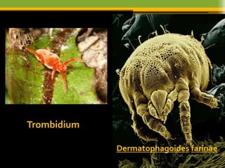 Trombidium

             Dermatophagoides farinae
 