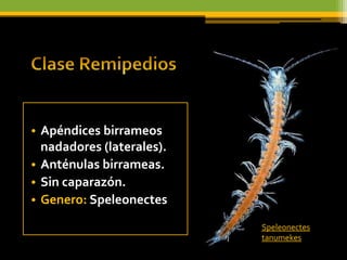 • Apéndices birrameos
  nadadores (laterales).
• Anténulas birrameas.
• Sin caparazón.
• Genero: Speleonectes
                           Speleonectes
                           tanumekes
 