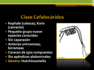 • Kephale (cabeza); Karis
  (camarón)
• Pequeño grupo nueve
  especies conocidas
• Sin caparazón
• Antenas unirrameas;
  birrameas
• Carecen de ojos compuestos
• Sin apéndices abdominales
• Género: Hutchinsoniella
 