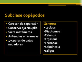 •   Carecen de caparazón   Géneros:
•   Conserva ojo Nauplio   • cyclops
•   Siete metámeros        •Diaptomus
•   Anténulas unirrameas   •Calanus
•   4-5 pares de patas     •Ergasilus
    nadadoras              •Lernaeae
                           •Salmincola
                           •caligus
 