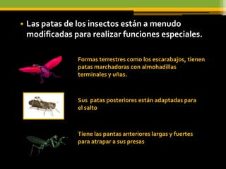 • Las patas de los insectos están a menudo
  modificadas para realizar funciones especiales.

               Formas terrestres como los escarabajos, tienen
               patas marchadoras con almohadillas
               terminales y uñas.



               Sus patas posteriores están adaptadas para
               el salto



               Tiene las pantas anteriores largas y fuertes
               para atrapar a sus presas
 