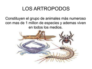 LOS ARTROPODOS
Constituyen el grupo de animales màs numeroso
con mas de 1 millon de especies y ademas viven
              en todos los medios.
 