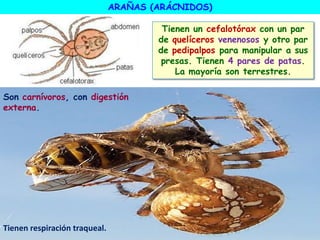 Tienen un cefalotórax con un par
de quelíceros venenosos y otro par
de pedipalpos para manipular a sus
presas. Tienen 4 pares de patas.
La mayoría son terrestres.
Son carnívoros, con digestión
externa.
Tienen respiración traqueal.
ARAÑAS (ARÁCNIDOS)
 