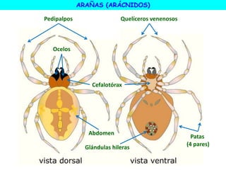 ARAÑAS (ARÁCNIDOS)
Abdomen
Pedipalpos Quelíceros venenosos
Patas
(4 pares)
Ocelos
Cefalotórax
Glándulas hileras
 