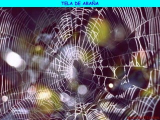 TELA DE ARAÑA
 