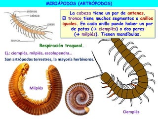 MIRIÁPODOS (ARTRÓPODOS)
Ej.: ciempiés, milpiés, escolopendra…
Respiración traqueal.
La cabeza tiene un par de antenas.
El tronco tiene muchos segmentos o anillos
iguales. En cada anillo puede haber un par
de patas (→ ciempiés) o dos pares
(→ milpiés). Tienen mandíbulas.
Ciempiés
Milpiés
Son artrópodos terrestres, la mayoría herbívoros.
 