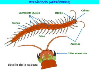 MIRIÁPODOS (ARTRÓPODOS)
Ocelos
Cabeza
Antenas
Uñas venenosas
Patas
Tronco
Segmentos iguales
 