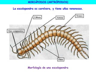 Morfología de una escolopendra
MIRIÁPODOS (ARTRÓPODOS)
La escolopendra es carnívora, y tiene uñas venenosas.
 