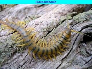 ESCOLOPENDRA
 