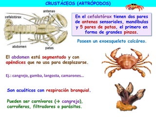 CRUSTÁCEOS (ARTRÓPODOS)
En el cefalotórax tienen dos pares
de antenas sensoriales, mandíbulas
y 5 pares de patas, el primero en
forma de grandes pinzas.
Ej.: cangrejo, gamba, langosta, camarones…
Son acuáticos con respiración branquial.
El abdomen está segmentado y con
apéndices que no usa para desplazarse.
Poseen un exoesqueleto calcáreo.
Pueden ser carnívoros (→ cangrejo),
carroñeros, filtradores o parásitos.
 