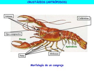 Morfología de un cangrejo
CRUSTÁCEOS (ARTRÓPODOS)
Pinzas
Apéndices
 