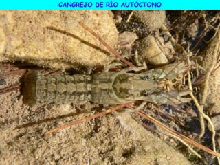 CANGREJO DE RÍO AUTÓCTONO
 