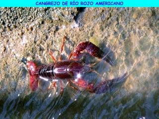 CANGREJO DE RÍO ROJO AMERICANO
 