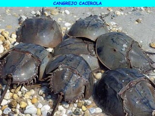 CANGREJO CACEROLA
 