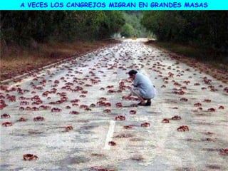 A VECES LOS CANGREJOS MIGRAN EN GRANDES MASAS
 