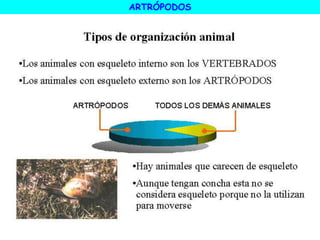 ARTRÓPODOS
 