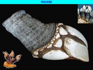 PERCEBE
 