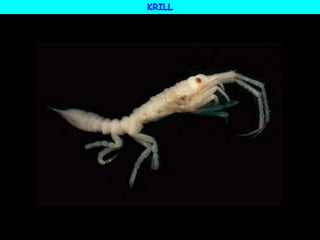 KRILL
 