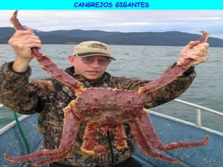 CANGREJOS GIGANTES
 
