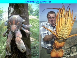 CANGREJOS GIGANTES
 