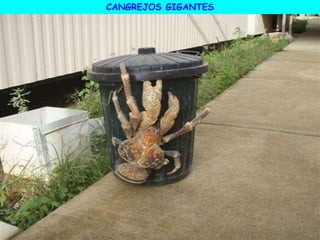 CANGREJOS GIGANTES
 