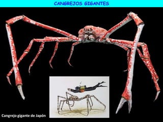 Cangrejo gigante de Japón
CANGREJOS GIGANTES
 