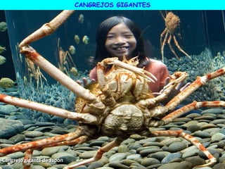 Cangrejo gigante de Japón
CANGREJOS GIGANTES
 