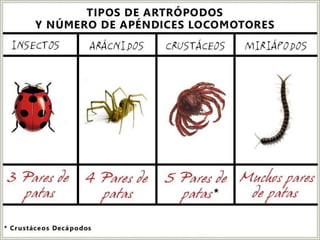 Presentación artrópodos sin insectos.pdf