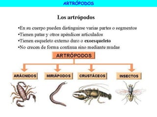 ARTRÓPODOS
 