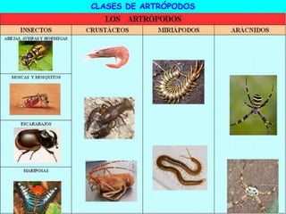 CLASES DE ARTRÓPODOS
 