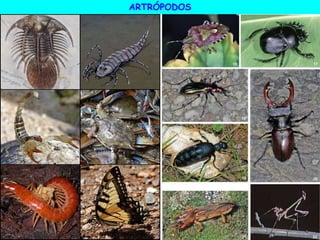 ARTRÓPODOS
 