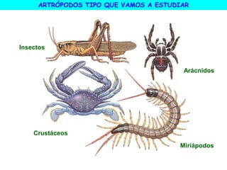 Arácnidos
Insectos
Crustáceos
Miriápodos
ARTRÓPODOS TIPO QUE VAMOS A ESTUDIAR
 