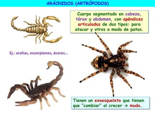Cuerpo segmentado en cabeza,
tórax y abdomen, con apéndices
articulados de dos tipos: para
atacar y otros a modo de patas.
ARÁCNIDOS (ARTRÓPODOS)
Ej.: arañas, escorpiones, ácaros…
Tienen un exoesqueleto que tienen
que “cambiar” al crecer → muda.
 