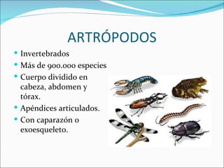 ARTRÓPODOS
 Invertebrados
 Más de 900.000 especies
 Cuerpo dividido en
  cabeza, abdomen y
  tórax.
 Apéndices articulados.
 Con caparazón o
  exoesqueleto.
 