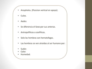 • Anopheles. (Posicion vertical en apoyo).
• Culex.
• Aedes
• Se diferencia el Sexo por sus antenas.
• Antropofilicos o zoofilicos.
• Solo las hembras son hematofagas.
• Las hembras se ven atraidas al ser humano por:
• Sudor.
• Calor.
• Humedad.
 