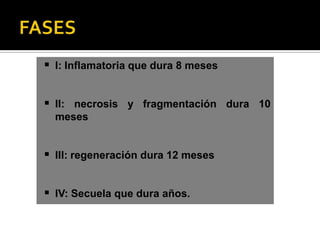  I: Inflamatoria que dura 8 meses


 II: necrosis y fragmentación dura 10
  meses


 III: regeneración dura 12 meses

 IV: Secuela que dura años.
 