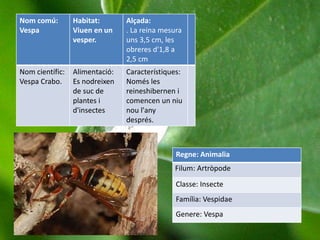 Nom comú:
Vespa
Habitat:
Viuen en un
vesper.
Alçada:
. La reina mesura
uns 3,5 cm, les
obreres d'1,8 a
2,5 cm
Nom científic:
Vespa Crabo.
Alimentació:
Es nodreixen
de suc de
plantes i
d'insectes
Característiques:
Només les
reineshibernen i
comencen un niu
nou l'any
després.
Regne: Animalia
Filum: Artròpode
Classe: Insecte
Família: Vespidae
Genere: Vespa
 