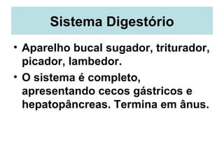 Sistema Digestório <ul><li>Aparelho bucal sugador, triturador, picador, lambedor. </li></ul><ul><li>O sistema é completo, ...