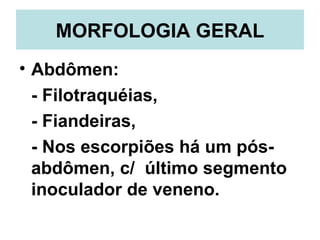 MORFOLOGIA GERAL <ul><li>Abdômen: </li></ul><ul><li>- Filotraquéias, </li></ul><ul><li>- Fiandeiras, </li></ul><ul><li>- N...