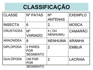 CLASSIFICAÇÃO CLASSE Nº PATAS Nº ANTENAS EXEMPLO INSECTA 6 2 MOSCA CRUSTACEA Nº VARIADO 4 ( OU NENHUMA) CAMARÃO ARACNIDEA ...