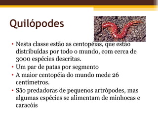 Quilópodes
• Nesta classe estão as centopéias, que estão
  distribuídas por todo o mundo, com cerca de
  3000 espécies descritas.
• Um par de patas por segmento
• A maior centopéia do mundo mede 26
  centímetros.
• São predadoras de pequenos artrópodes, mas
  algumas espécies se alimentam de minhocas e
  caracóis
 