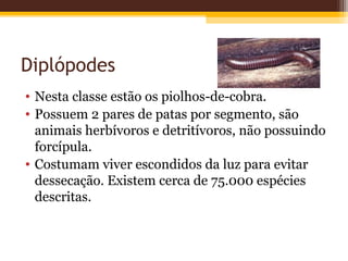 Diplópodes
• Nesta classe estão os piolhos-de-cobra.
• Possuem 2 pares de patas por segmento, são
  animais herbívoros e detritívoros, não possuindo
  forcípula.
• Costumam viver escondidos da luz para evitar
  dessecação. Existem cerca de 75.000 espécies
  descritas.
 