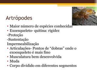 Artrópodes
• Maior número de espécies conhecidas
• Exoesqueleto- quitina: rigidez
-Proteção
-Sustentação
Impermeabilização
• Articulações- Pontos de “dobras” onde o
  exoesqueleto é mais fino
• Musculatura bem desenvolvida
• Muda
• Corpo dividido em diferentes segmentos
 