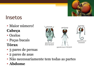 Insetos
• Maior número!
Cabeça
• Ocelos
• Peças bucais
Tórax
• 3 pares de pernas
• 2 pares de asas
• Não necessariamente tem todas as partes
• Abdome
 
