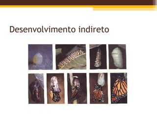 Desenvolvimento indireto
 