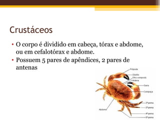 Crustáceos
• O corpo é dividido em cabeça, tórax e abdome,
  ou em cefalotórax e abdome.
• Possuem 5 pares de apêndices, 2 pares de
  antenas
 